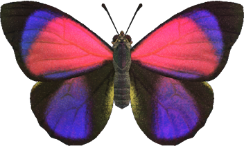 Animal Crossing Agrias Butterfly Image
