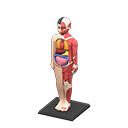 Animal Crossing Anatomical Model Image