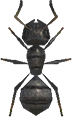 Animal Crossing Ant Image
