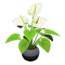 Anthurium Plant Black