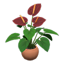 Anthurium Plant Brown