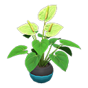 Anthurium Plant Light blue