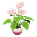 Anthurium Plant Pink