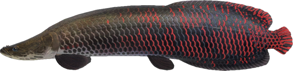 Arapaima