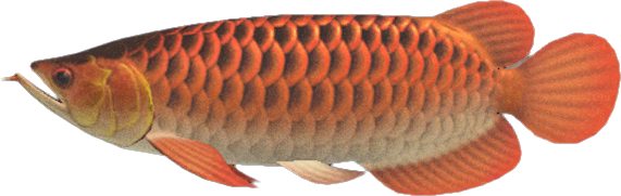 Animal Crossing Arowana Image