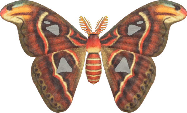 Atlas Moth