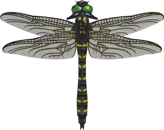 Animal Crossing Banded Dragonfly Image