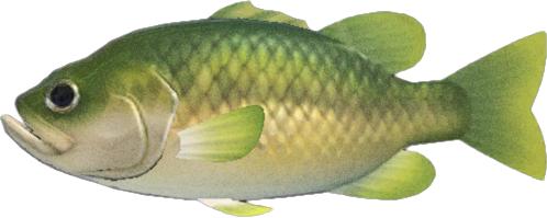 Animal Crossing Black Bass Image