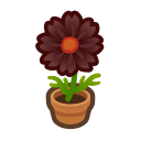 Animal Crossing Black-cosmos Plant Image