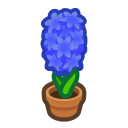 Blue-Hyacinth Plant