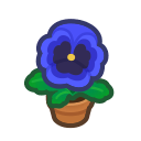  Blue-Pansy Plant