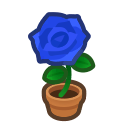  Blue-Rose Plant