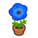  Blue-Windflower Plant