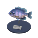 Bluegill Model