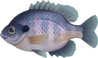 Animal Crossing Bluegill Image