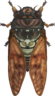 Animal Crossing Brown Cicada Image