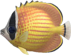 Animal Crossing Butterfly Fish Image