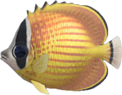 Butterfly Fish