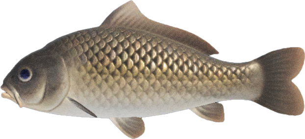 Animal Crossing Carp Image