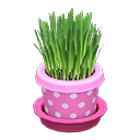 Cat Grass Pink