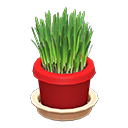 Cat Grass Red