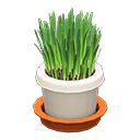 Cat Grass White