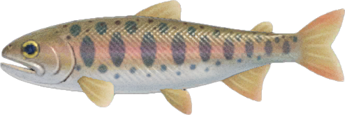 Animal Crossing Cherry Salmon Image