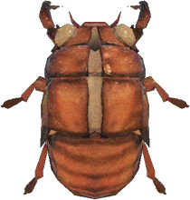 Animal Crossing Cicada Shell Image