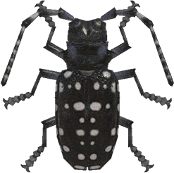 Animal Crossing Citrus Long-horned Beetle Image