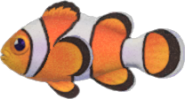 Clown Fish