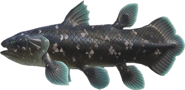 Animal Crossing Coelacanth Image