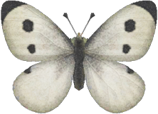 Animal Crossing Common Butterfly Image