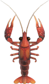 Animal Crossing Crawfish Image