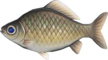 Animal Crossing Crucian Carp Image