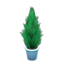 Cypress Plant Blue