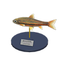 Animal Crossing Dace Model Image