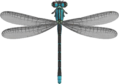 Animal Crossing Damselfly Image