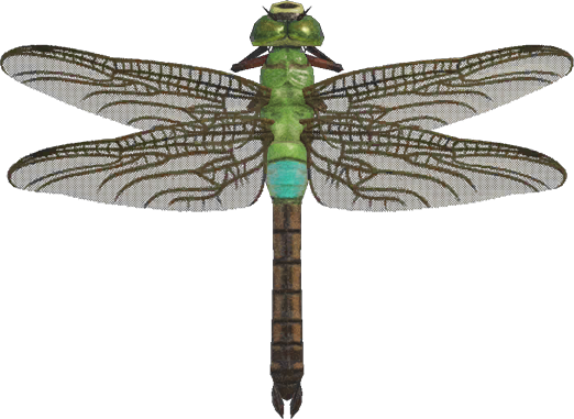 Animal Crossing Darner Dragonfly Image