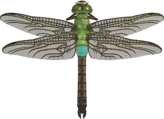 Darner Dragonfly