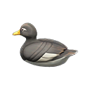 Decoy Duck Steamer duck