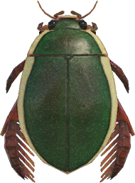 Animal Crossing Diving Beetle Image