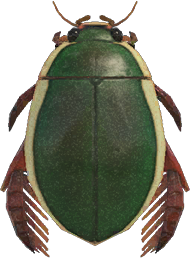   Diving Beetle