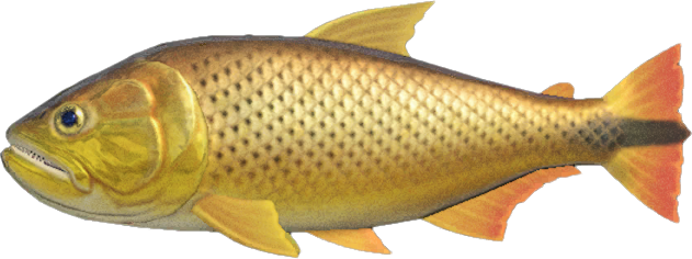 Animal Crossing Dorado Image