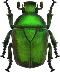 Drone Beetle