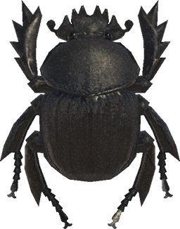   Dung Beetle