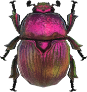 Earth-Boring Dung Beetle