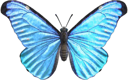 Animal Crossing Emperor Butterfly Image