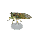 Evening Cicada Model