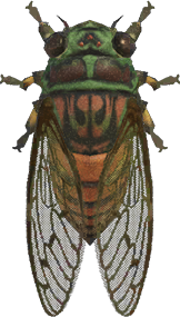 Animal Crossing Evening Cicada Image