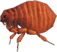 Animal Crossing Flea Image